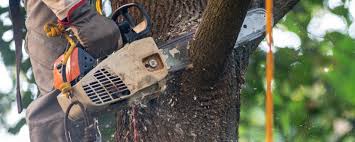 Best Lawn Maintenance Plans  in East Lexington, VA