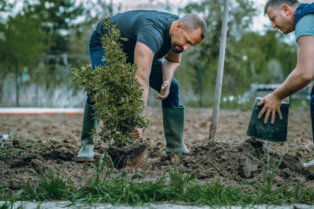 Best Lawn Drainage Solutions  in East Lexington, VA