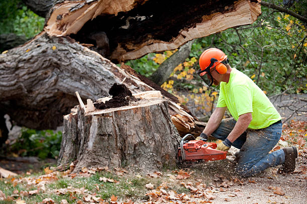 How Our Tree Care Process Works  in  East Lexington, VA