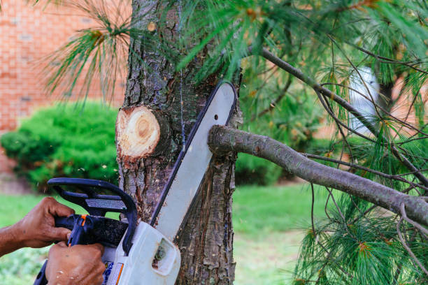 Best Lawn Mowing  in East Lexington, VA